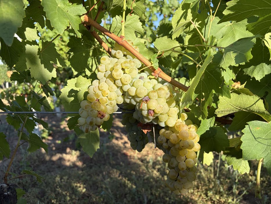 Vând struguri albi Muscat Ottonel pentru vin