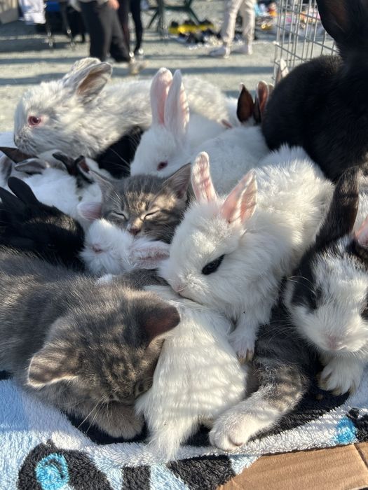 Iepurași de companie