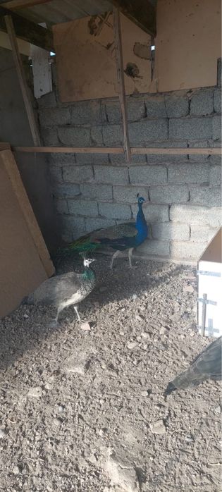 Срочна продоется ПАВЛИНЫ