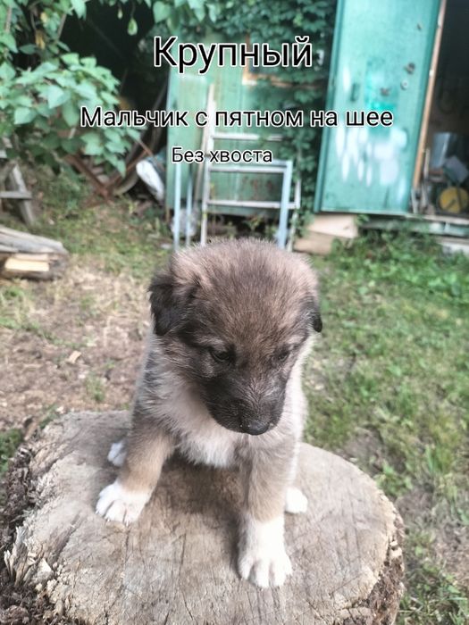 Отдам щенят крупных собак в хорошие руки