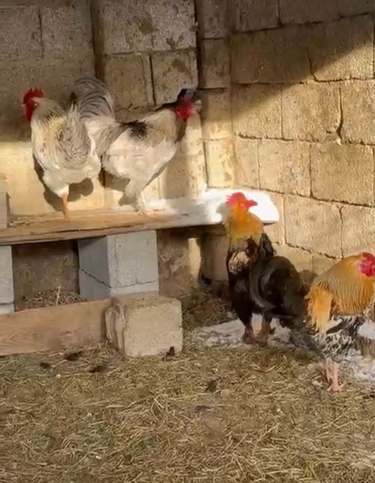 6 қораз   сегіз айлық сатылады