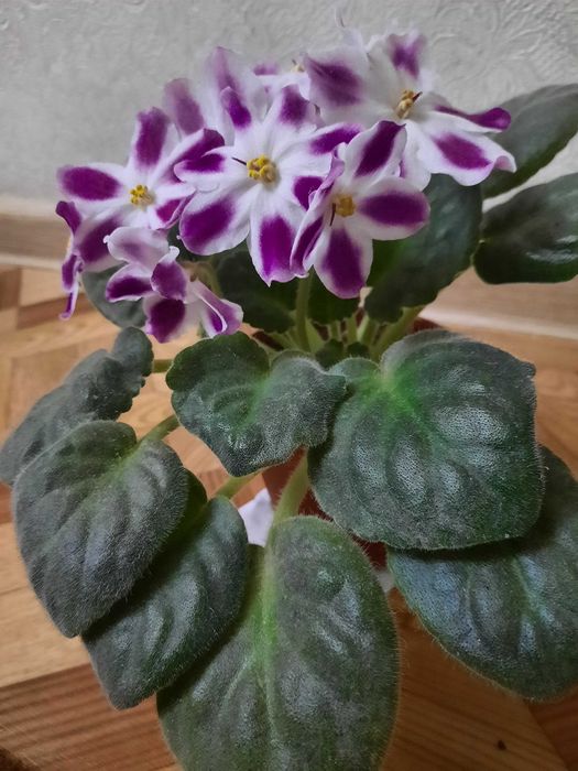 Продаются фиалки