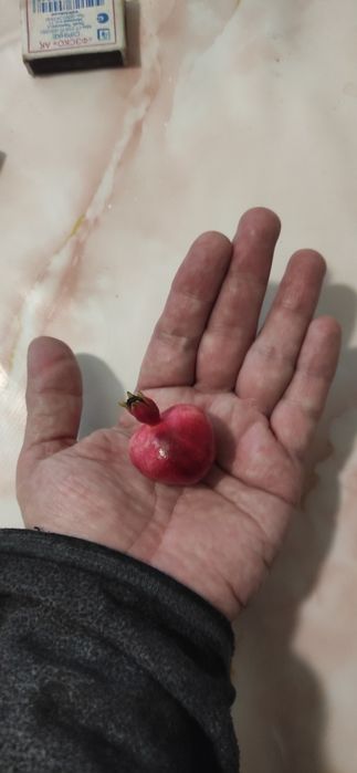 Продам гранатовое дерево