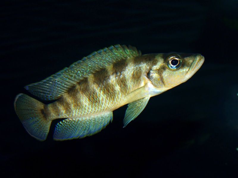 Neomprologus Fasciatus
