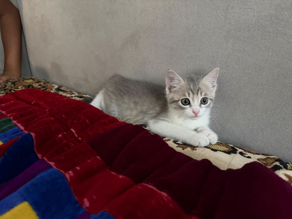Котенок бесплатно