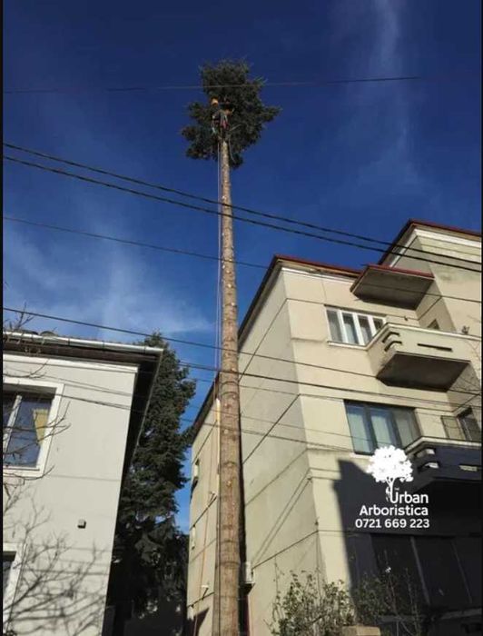 Toaletare Copaci Tăiere Arbori - Defrișare Copaci Periculoși pomi