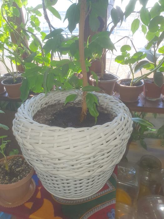 Продам цветок высокий