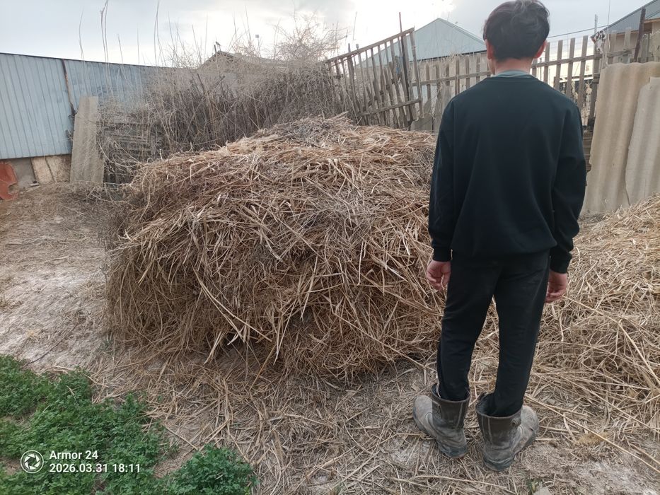 Қамыс,жоңышқа аралас шөп