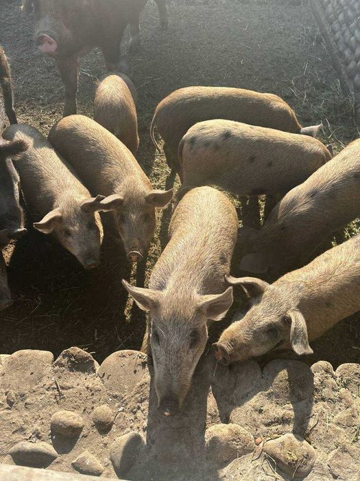 Свиньи 4 месяца.