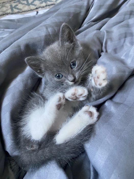 Отдам милых котят даром