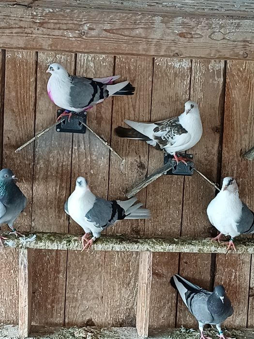 Donez jucatori galatani