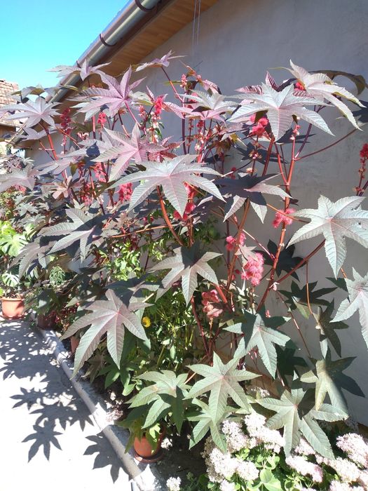 Seminte de ricin ornamental