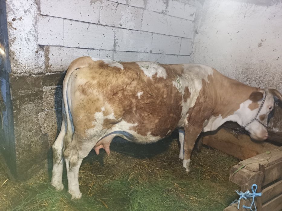 Vând vaca gestanta