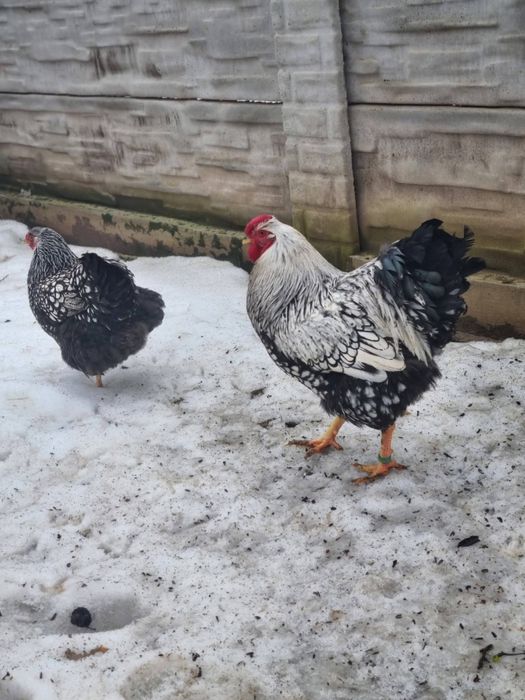 Oua de incubat Wyandotte