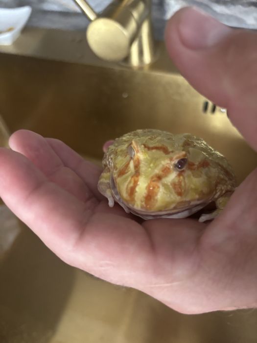 Рогатка украшенная