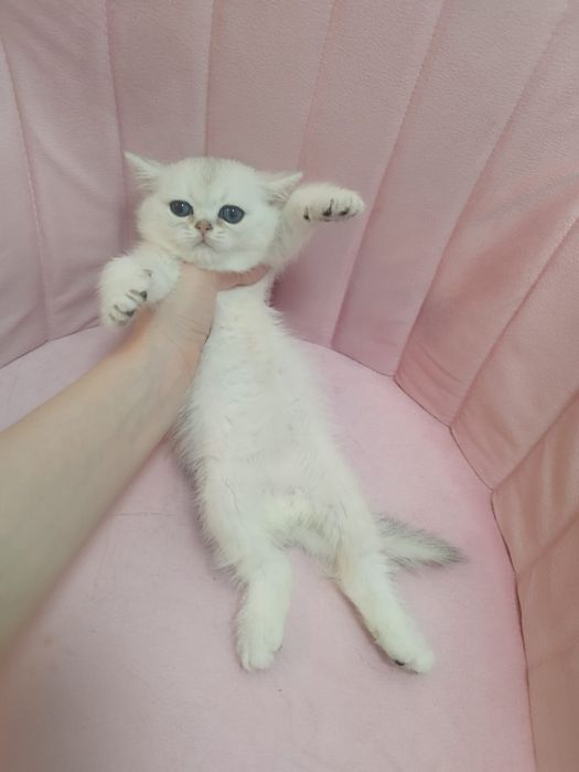 Шикарнык британские котята