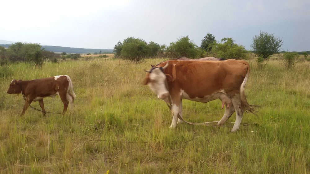 Vaca cu vitel de 1 luna jumate
