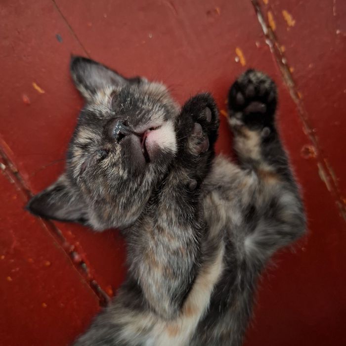 отдадим котят в добрые руки