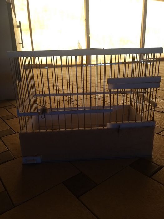 Shikaf  Kanareyka sayratishga