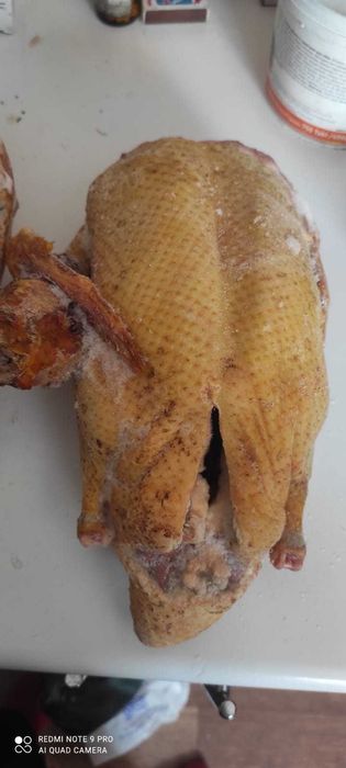 продаются гуси, утки, индюки, куры, кролики