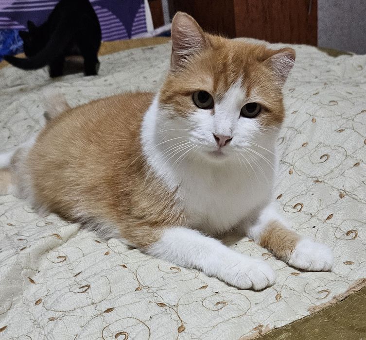 Отдам кошку в добрые руки