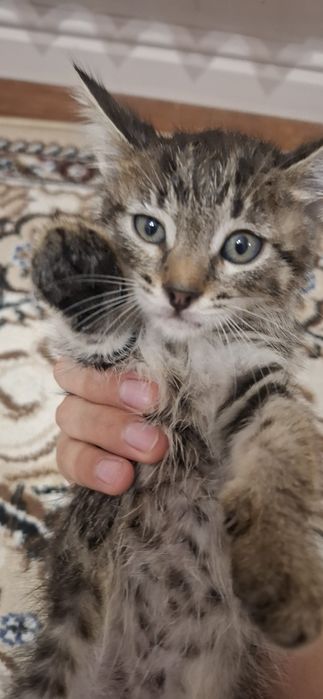 Мысық 2 айлық Үйдің тамағында киткаттыда  жейді