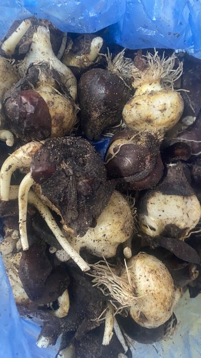 луковицы тюльпана