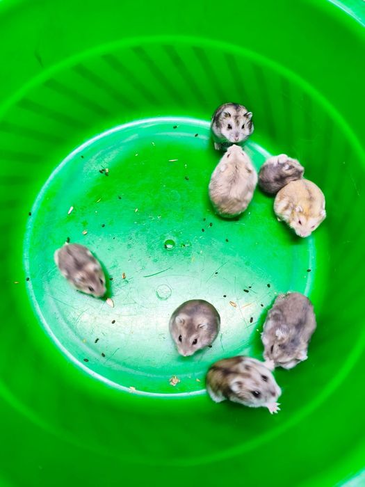 Продам хомяков джунгарики