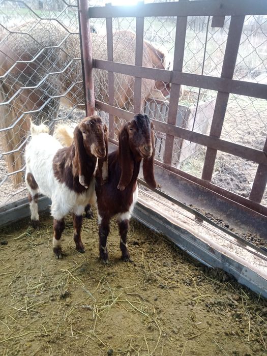 Продам козлят камори