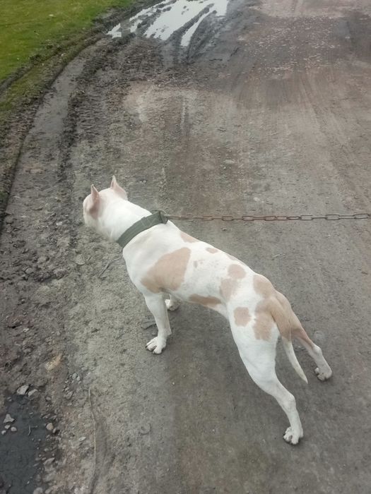 Пидбул 5 айлык күшык Әлы