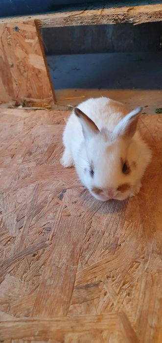 Iepurasi pitici de companie