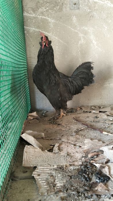 Японский тауық қораз