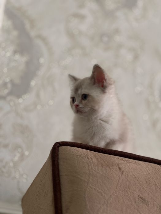 Продается шиншила девочка