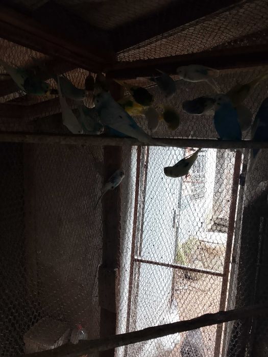 Продавам вълнисти папагали