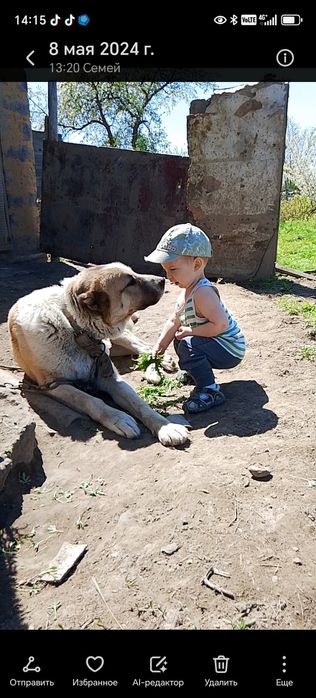 Алабай чистокровная