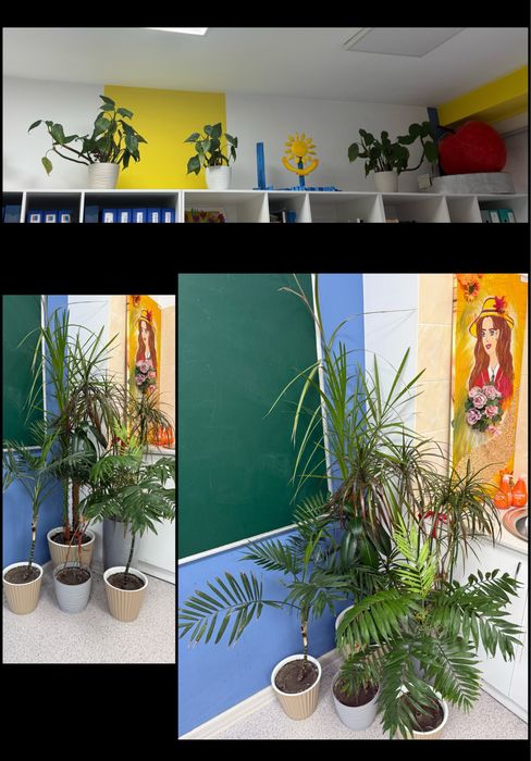 Все комнатные цветы в одни руки