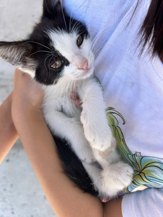 Отдам Домашних Котят В Добрые Руки