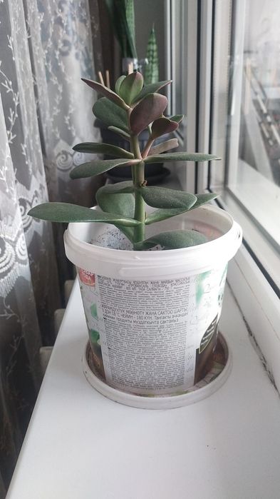 Цветок семейное дерево