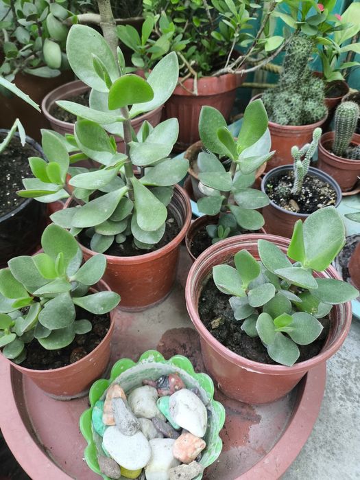 Домашние цветы из дома