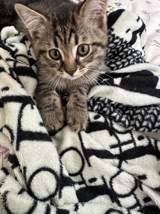 Котёнок мальчик британец