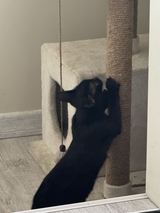 Кошечка в добрые ручки