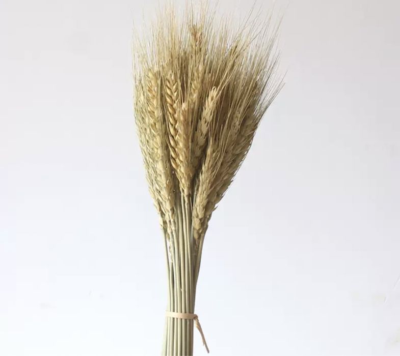 Пшеница Колосья сухоцветы