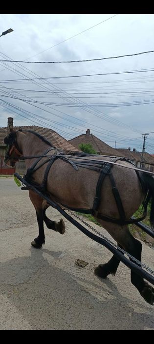 De vânzare iapă cu