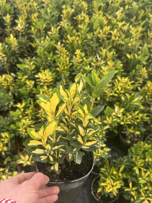 3 цвята евонимуси