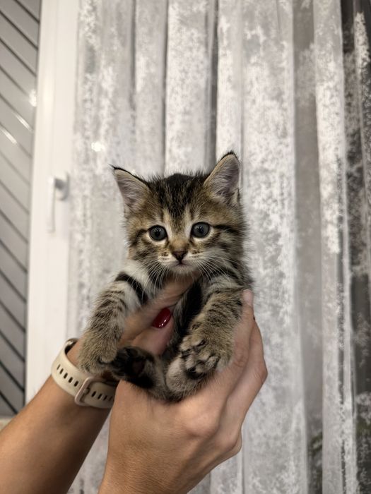 Отдам котят !В добрые руки!