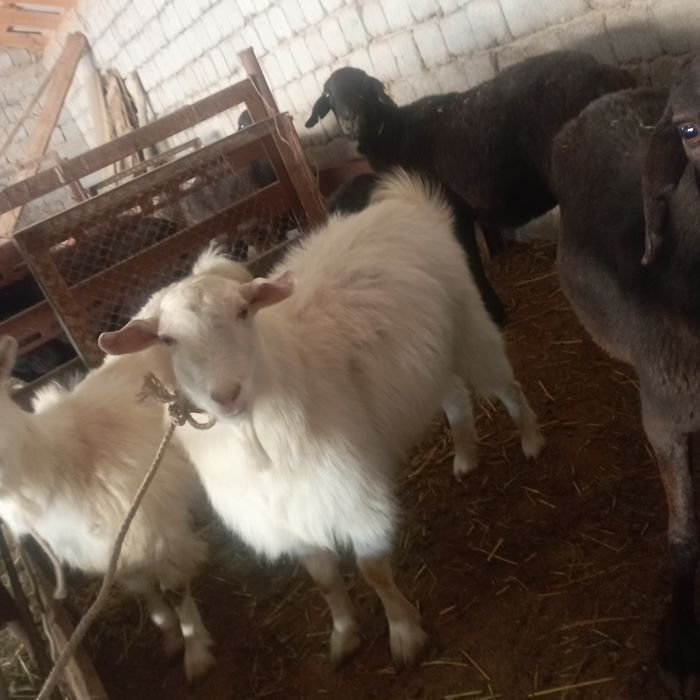 Теке бар бір жасар