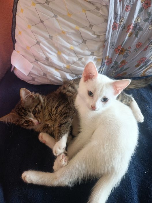 Отдаю котят в добрые руки!