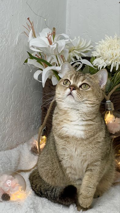 Девочка британка