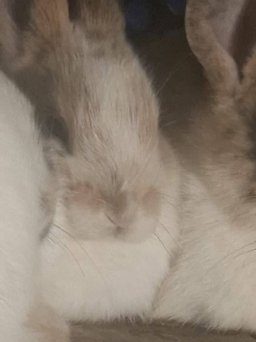 Декаротивные крольчата