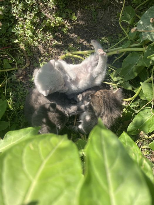 Ищем семью для котят.